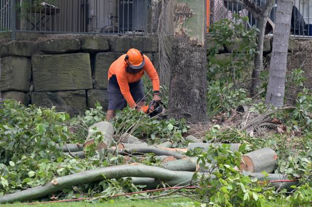 Why Choose Our Tree Removal Services in Panguitch, UT?